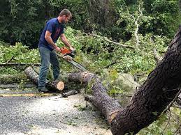 How Our Tree Care Process Works  in  Ellis, KS
