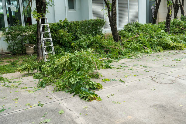 Ellis, KS Tree Removal Company